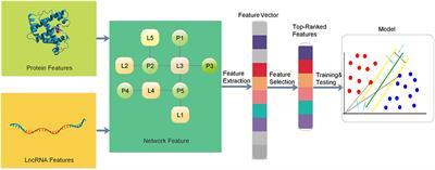 Prediction of lncRNA–Protein Interactions via the Multiple Information Integration